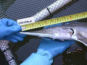 Pallid Sturgeon head detail