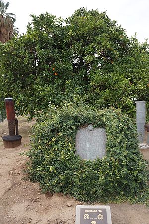 Parent Washington Navel Orange Tree.JPG