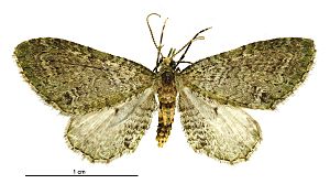 Pasiphila cotinaea male.jpg