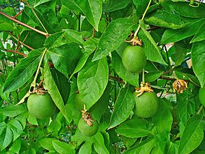 Passiflora incarnata 004