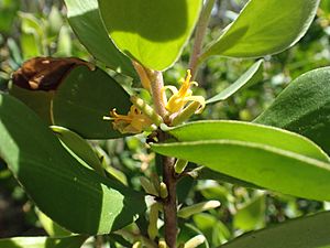 Persoonia cornifolia flower.jpg