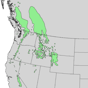 Pinus albicaulis range map 2.png