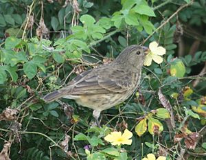 Platyspiza crassirostris female feeding.jpg