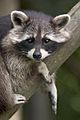 Procyon lotor (raccoon)