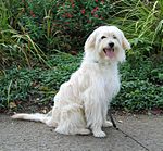 Pyrenean Sheepdog