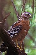 Red-shouldered Hawk Molting