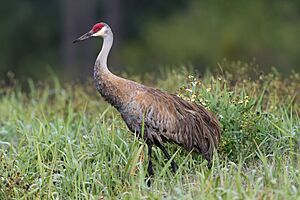 Sandhill crane harns marsh (33380097930).jpg