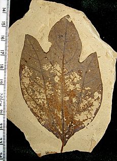 Sassafras hesperia 01