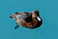 Scaup on blue water. (14831764354)