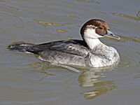 Smew female RWD5