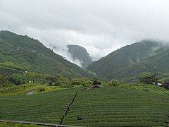 Tea plantation Alishan.jpg