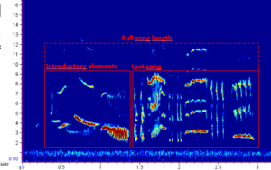 Turdus-iliacus-song-structure