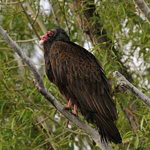 Turkey Vulture - 53106554042