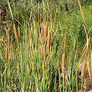 Typha domingensis 4.jpg