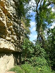 Undercliff steephill 2012