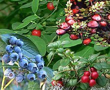 Vaccinium