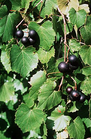 Vitis rotundifolia.jpg