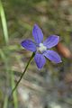 Wahlenbergia violacea kz6