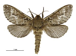 Wiseana cervinata male.jpg