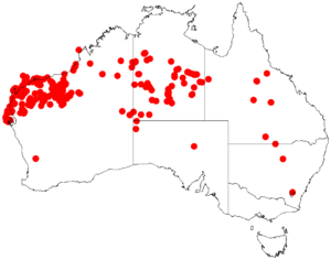 Acacia coriaceaDistMap219.png