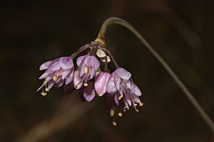 Allium cernuum 3153.JPG