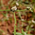 Alternanthera sessilis W IMG 3422