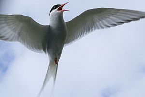 Artic tern 8664