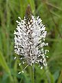 Aston Rowant - Hoary Plantain