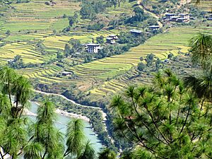 Bhutan Field - IMG 3815