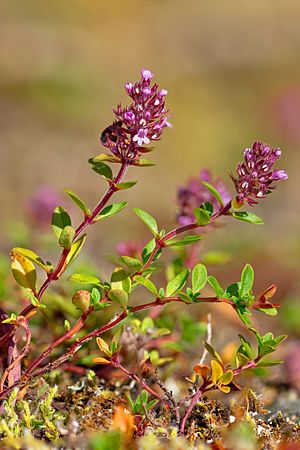 Breitblättrige Thymian (Thymus pulegioides)-1.jpg