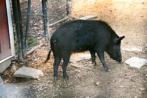 An Ossabaw hog