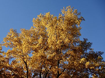 Carya cordiformis AA