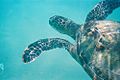 Chelonia mydas Hanauma Bay Oahu Hawaii