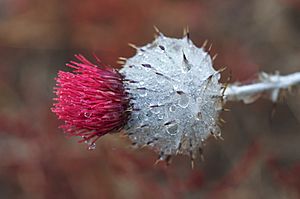 Cirsium occidentale v. occidentale