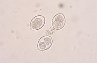 Coccidia.JPG