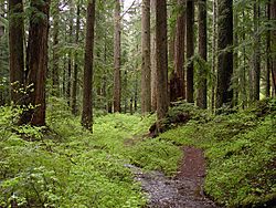 Creek and old-growth forest-Larch Mountain