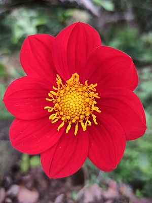 Dahlia coccinea (Asteraceae).jpg