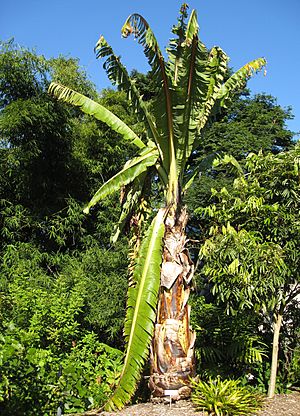 Ensete ventricosum 1.jpg