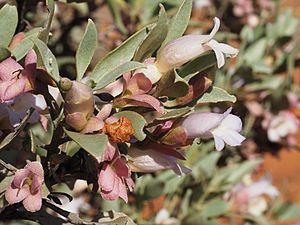 Eremophila tietkensii (leaves and flowers).jpg