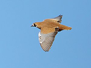 Flock bronzewing (female) 6218.jpg