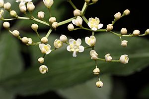 Flowers Black Elder