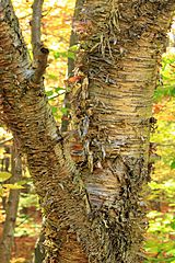 Foliage Walk (15) (29719042493)