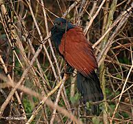 Greater Coucal I IMG 0726
