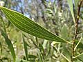 Hakea laevipes leaf