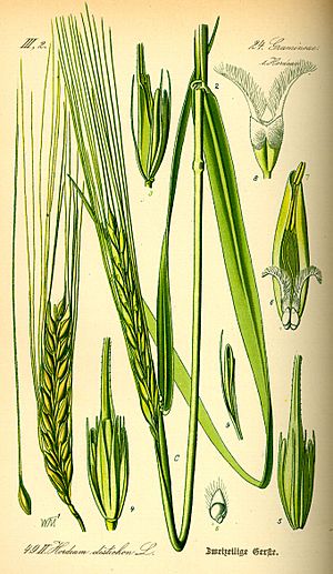 Illustration Hordeum distichon0.jpg