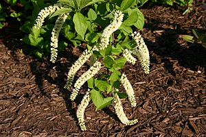 Itea virginica flowers 001.JPG