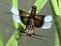 Libellula luctuosa-mating