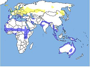 LimosalimosaWorldDistribution.jpg