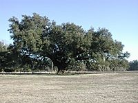 Live oak Georgetown.jpg