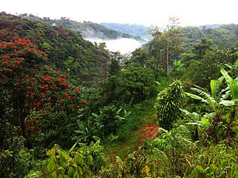 Mameyes Arriba, Jayuya-04